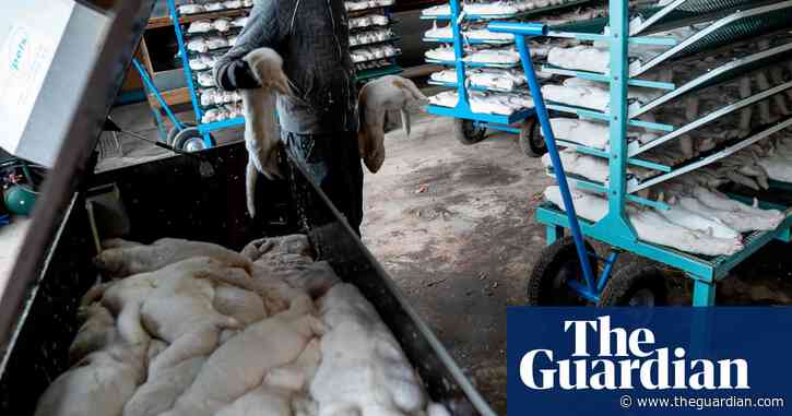 Denmark drops plans for mass mink cull after Covid mutation fears