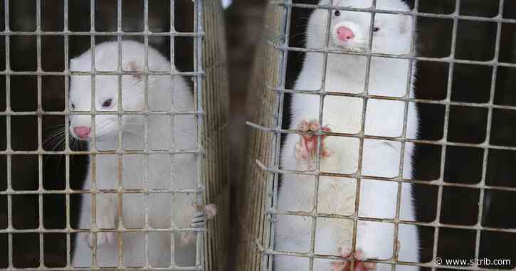 Scott Beckstead: Time to put an end to mink farming in Utah