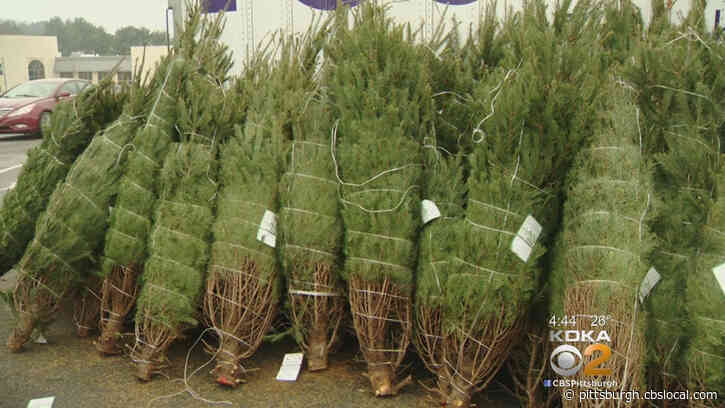 City-County Building Christmas Tree To Be Installed Next Weekend