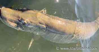 For 2nd time on same Minneapolis lake in recent weeks, anglers land whopper muskies