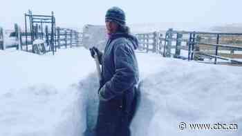 Southern Alberta digs itself out after wallop of snow buries cars, blankets roads