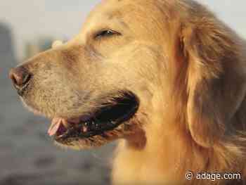 WeatherTech brings its pro-America messaging back to the Super Bowl