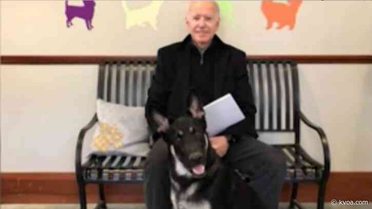 Meet President-Elect Biden’s First Pets: Major and Champ the German shepherds