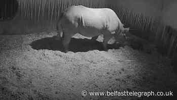 Rare black rhino born at zoo on dad’s birthday