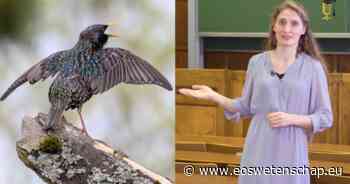 Natuur & Milieu Testosteron doet vogels beter zingen - Eos Wetenschap