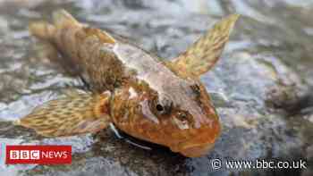 Back from the dead: Race to save Romania's 65 million-year-old fish