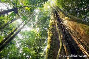 Scientists Unravel How and Why Amazon Trees Die & Why Tree Mortality Is Increasing