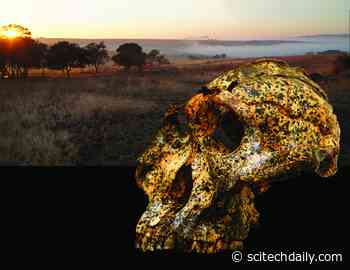 Newly Discovered Fossil Shows Evolutionary Changes in an Extinct Human Species