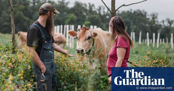 Cash cow: could carbon credits get US farmers to plant trees?