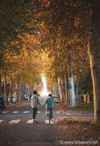 Novi di Modena, il viale alberato "condannato" nelle foto di Matteo Buzzi - SulPanaro