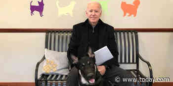 Joe Biden's German shepherd Major will be the 1st rescue dog in the White House