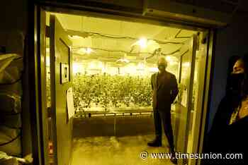 Five years in, medical marijuana growers look to future - Times Union