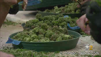 Combined Recreational, Medical Marijuana Sales Exceeded $108 Million In Illinois In October, State Says - CBS Chicago