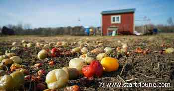 Farm purchase would give Hmong farmers a long-term place to grow in Dakota County