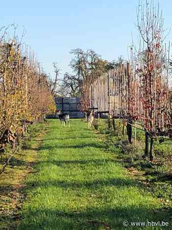 Politie zoekt eigenaar van damherten (Borgloon) - Het Belang van Limburg Mobile - Het Belang van Limburg