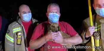 Dachshund rescued by firefighters from Richmond Park tree