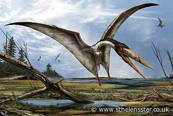 Newly-discovered species of prehistoric flying reptile 'poses mystery' - St Helens Star