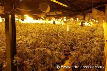 Cannabis worth £500000 seized in raid - St Helens Star
