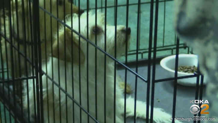 Furry Tails: Animal Friends Helping Veterans Adopt A Best Friend