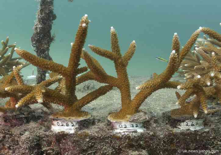 Report sounds an alarm on ongoing decline of US coral reefs