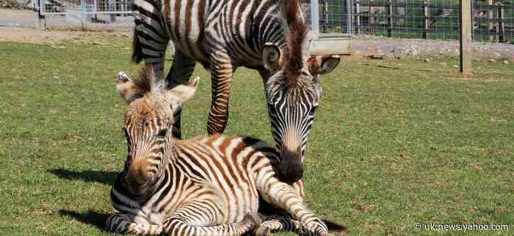 Baby zebra dies after being startled by firework explosions at Bristol zoo