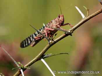 Locusts swarm into Mogadishu’s pasture land amid resurgence in Horn of Africa