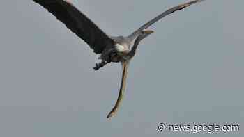 Alien-like photo shows snake eel dangling out of heron's stomach in midair - Livescience.com