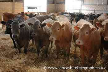Animal rights should come before any religious practices