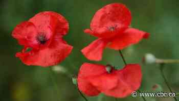 Remembering In Flanders Fields: Why John McCrae's poignant WW I words still have power today