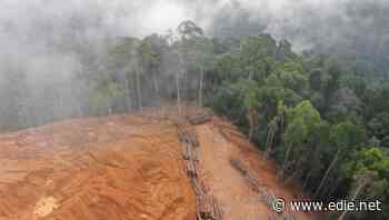 Environment Bill: UK businesses to be banned from sourcing through deforesters overseas