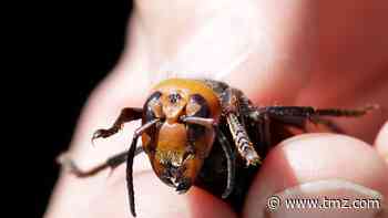 Nearly 200 Queen Murder Hornets Discovered in Destroyed Nest
