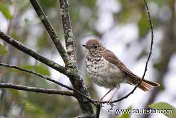 Pandemic hardly grounds Algoma birding