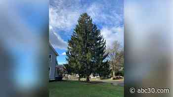 Manhattan's famous Rockefeller Center Christmas tree will come from Oneonta, New York