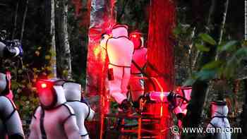 That 'murder hornet' nest scientists found and destroyed had nearly 200 queens