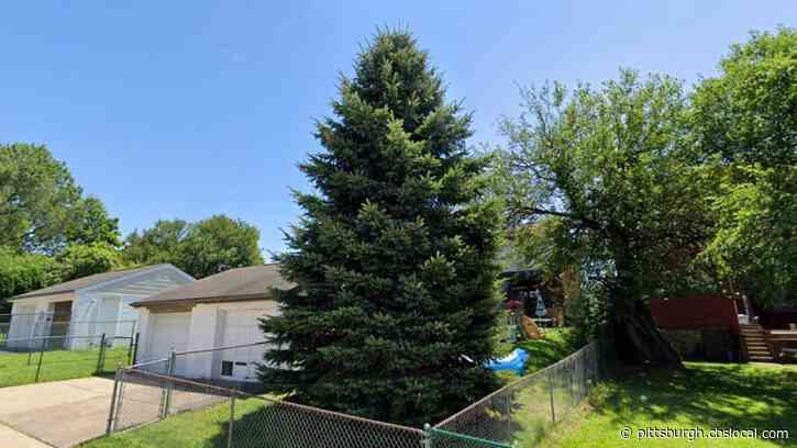 City Of Pittsburgh Selects Official 2020 Christmas Tree