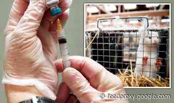 Coronavirus warning as fears new mink mutation may be resistant to vaccines