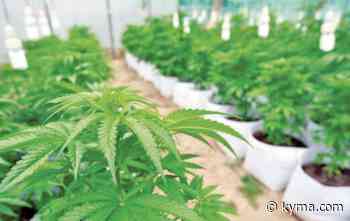 Baja California governor discusses possibility of medical marijuana - KYMA