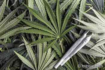 Pa. medical marijuana advisory board nixes new qualifying conditions as industry booms - TribLIVE