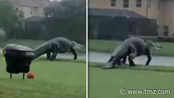 Dinosaur-Sized Gator Interrupts Golf Outing In Florida