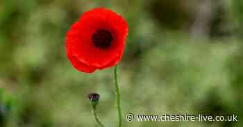 Cheshire police reviewing unofficial Remembrance Sunday service in Warrington - Cheshire Live