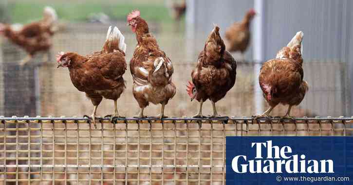 UK bird flu outbreaks prompt tough new restrictions on farms
