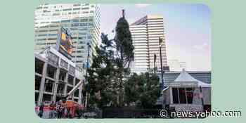 Misshapen Cincinnati Christmas tree is the perfect depiction of 2020