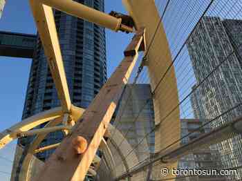 Toronto raccoon's plight on downtown bridge over - Toronto Sun