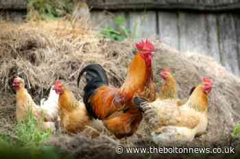 Bird flu outbreak UK: Strict rules introduced to stop spread of ‘highly infectious’ flu