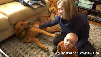 Sask. dog lost in snowstorm dug a burrow and survived for days