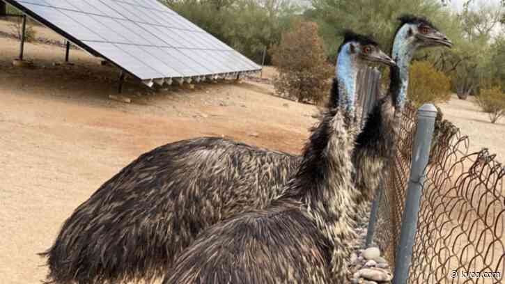 Pair of emus amuse Pima County after wandering away from home