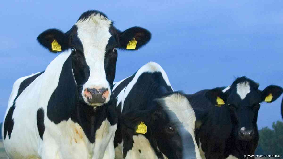 Ausgebüxte Rinder sorgen im Landkreis Cuxhaven für Unfälle - buten un binnen