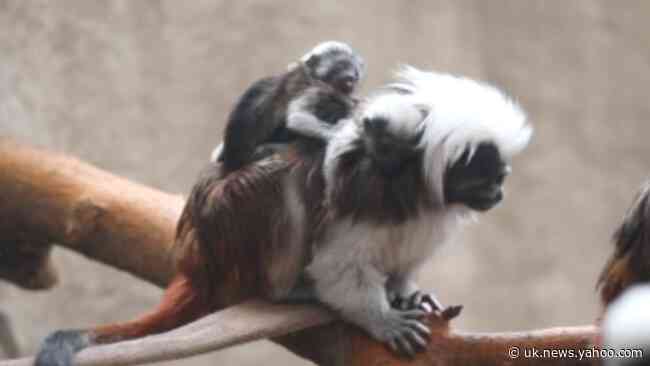 Two 'Critically Endangered' Cotton-Top Tamarin Monkeys Born at Michigan Zoo