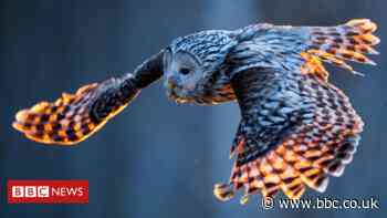 Birds' genetic secrets revealed in global DNA study