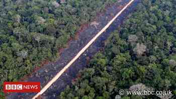 Climate change: Protecting the rainforest through your shopping basket